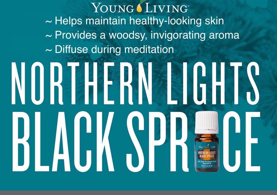 Why I Love Northern Lights Black Spruce with Laura